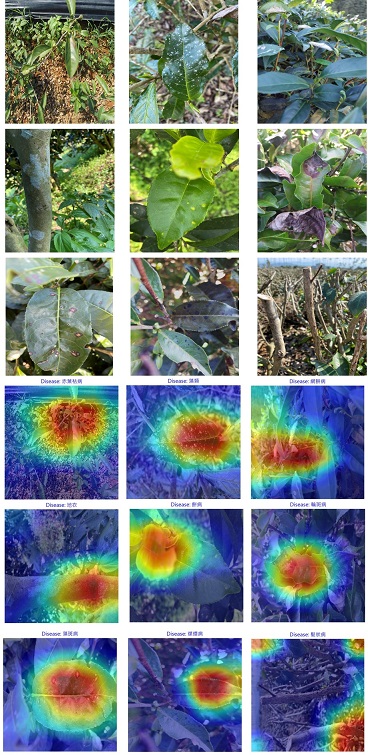 茶樹病害影像辨識模型可視化結果